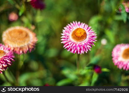 Straw flower of colourful beautiful on green grass nature in a spring garden.