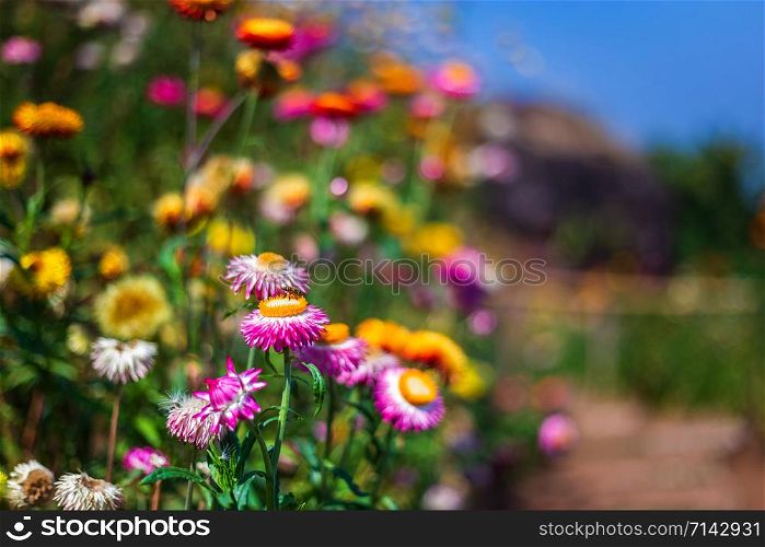 Straw flower of colourful beautiful on green grass nature in a spring garden.