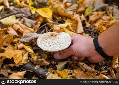Straw mushrooms look like an umbrella. Gold autumn. A man cuts off a mushroom.. Straw mushrooms look like an umbrella. Gold autumn. A man cuts off mushroom.