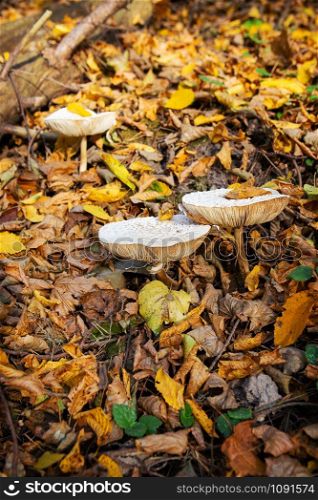Straw mushrooms look like an umbrella. Gold autumn.. Straw mushrooms look like an umbrella. autumn.