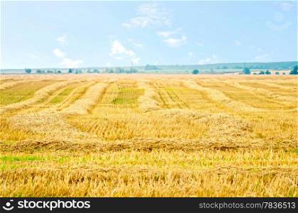 Straw stripes on the yellow background field