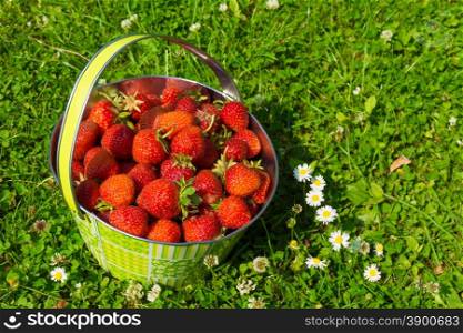 Strawberries in a basket. bowl of fresh strawberries on grassy lawn