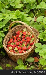 Strawberries in a basket in the garden outdoors