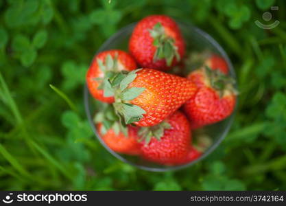 strawberries lying on green grass