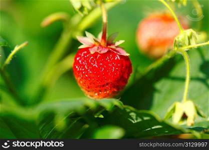 Strawberries on branch
