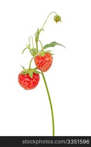 Strawberries on branch