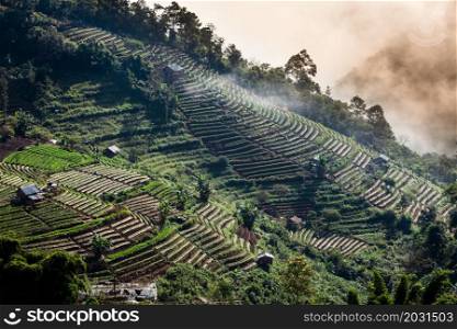 Strawberry and vegetables terraces in the morning mist. Mountains range near Thailand-Myanmar border. Chiang Mai, Thailand. Agriculture, cultivation, vegetation concepts.