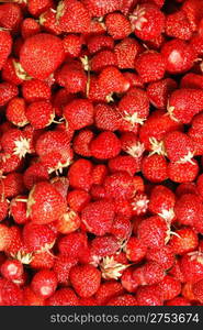 Strawberry background. A lot of bright, are fresh berries of a strawberry