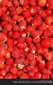 Strawberry background. A lot of bright, are fresh berries of a strawberry