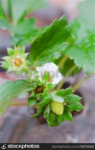 strawberry blossoming. Wild strawberry blossoming - macro shot of a flower
