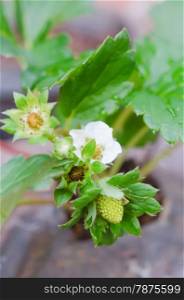 strawberry blossoming. Wild strawberry blossoming - macro shot of a flower