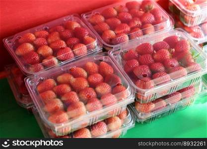 strawberry box for sale, fresh ripe strawberry harvest strawberries picking on plastic box in the garden fruit collected strawberry