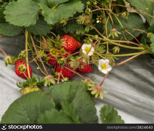 Strawberry bushfull of Strawberries