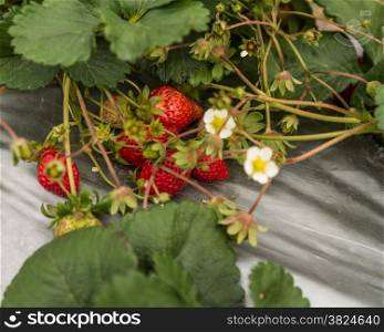Strawberry bushfull of Strawberries