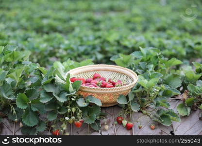 strawberry field