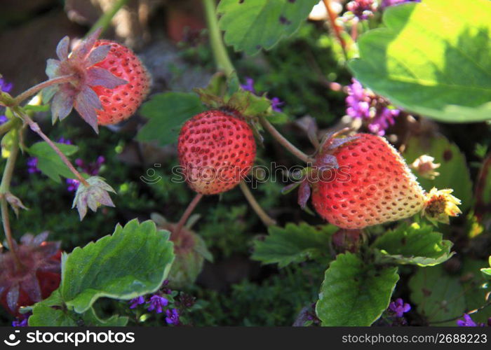 Strawberry field