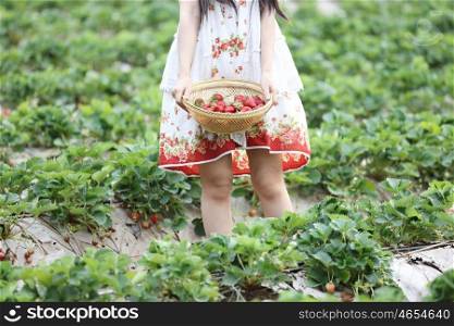 strawberry field with girl hand