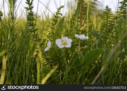 strawberry flower blooming in the green grass