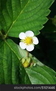Strawberry flowers on a background of green leaves