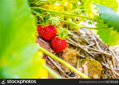 Strawberry fruits on the branch in the planting strawberry