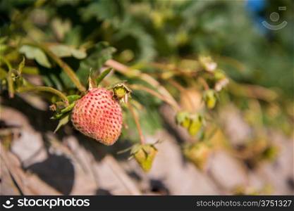 strawberry garden at doi angkhang mountain, chiangmai : thailand