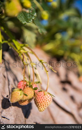 strawberry garden at doi angkhang mountain, chiangmai : thailand