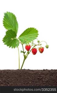 Strawberry growing out of the soil