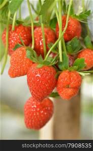 Strawberry growth in the strawberr farm in Genting Malaysia. Strawberry