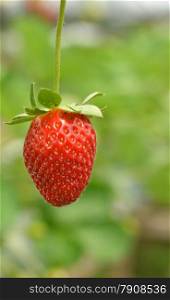 Strawberry growth in the strawberr farm in Genting Malaysia. Strawberry