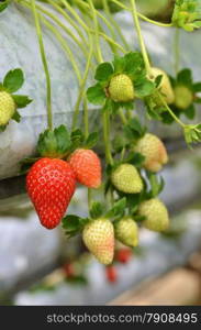 Strawberry growth in the strawberry farm in Genting Malaysia. Strawberry