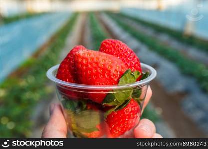 Strawberry in cup with strawberry plant.. Strawberry in cup with strawberry plant in background.