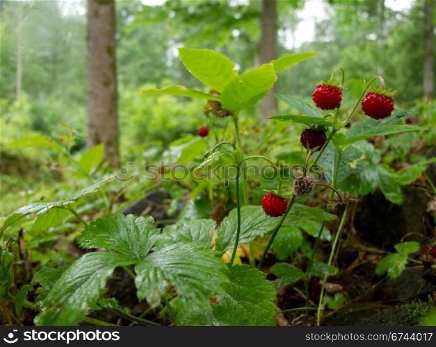 Strawberry in forest. wild strawberries in a forest in sweden