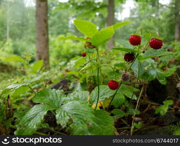 Strawberry in forest. wild strawberries in a forest in sweden