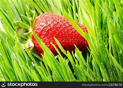 Strawberry in green grass close-up