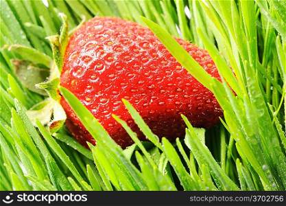 Strawberry in green grass close-up