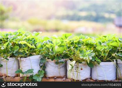 Strawberry in pot with green leaf in the garden / plant tree strawberries field growing in farm agriculture