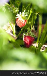 Strawberry in the fruit garden. Ripe strawberry on a bush in the summer garden on a sunny day