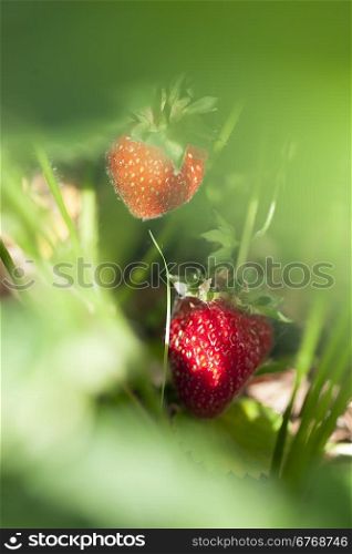 Strawberry in the fruit garden. Ripe strawberry on a bush in the summer garden on a sunny day