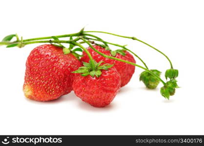 strawberry isolated on a white background