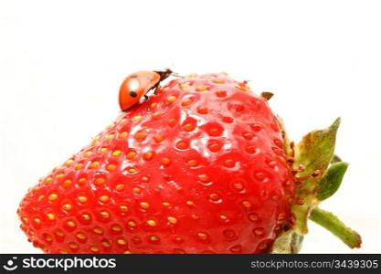 strawberry ladybug gourmet macro close up
