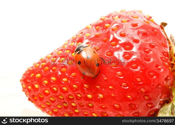 strawberry ladybug gourmet macro close up