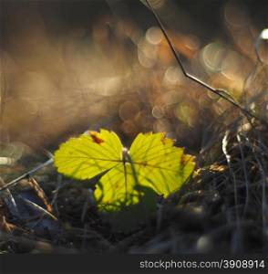 strawberry leaf in the forest