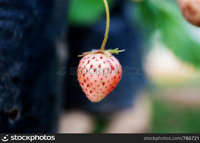 Strawberry of ripe on plantation in farm.