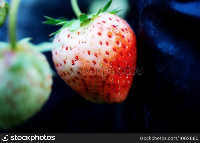 Strawberry of ripe on potted in farm with black background.