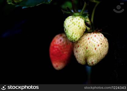 Strawberry of young in farm are growing with black background.
