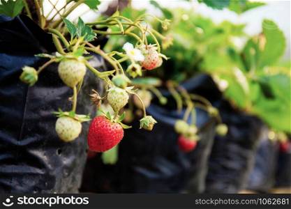 Strawberry on potted in farm with sunlight.