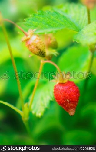 Strawberry on stem, close-up