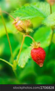 Strawberry on stem, close-up