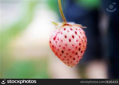 Strawberry on tree in farm at sunrise with green background.