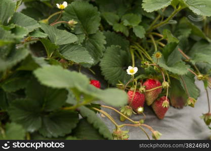 Strawberry Patch full of Strawberries